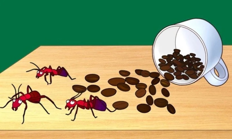 Bã cà phê có tác dụng xua đuổi côn trùng